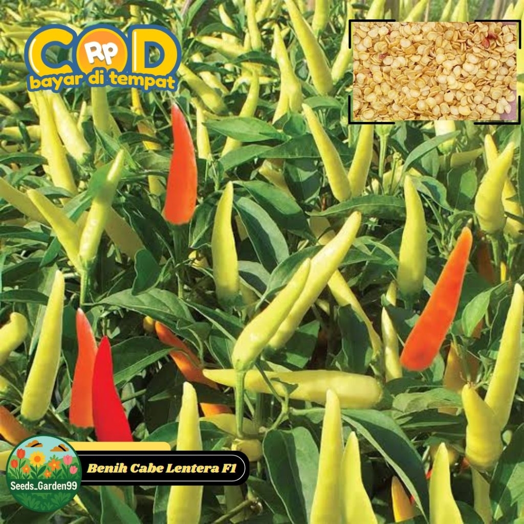 [TERLARIS] BIJI/BENIH TANAMAN CABE RAWIT LENTERA F1 (KEMASAN REPACK)