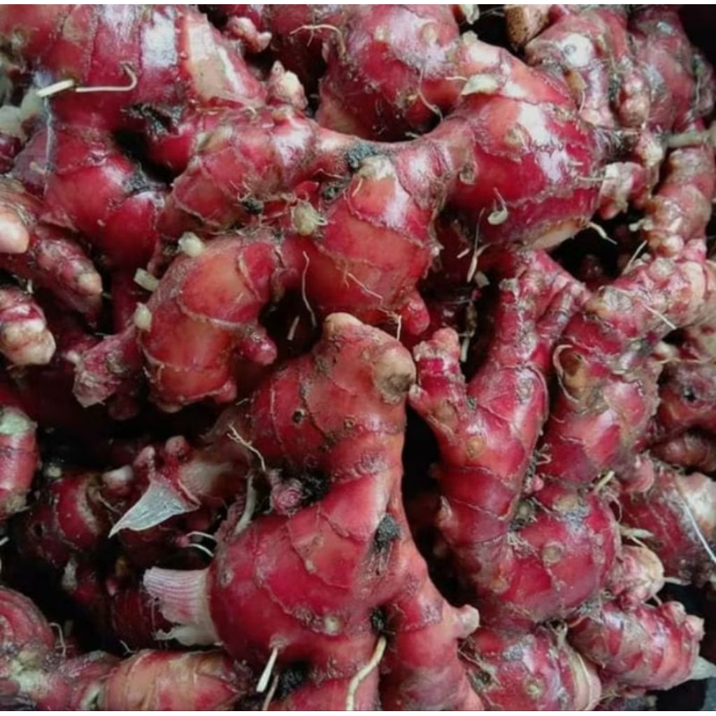 

Jahe merah segar 1kg