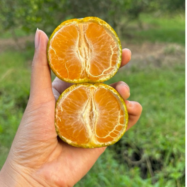 

Jeruk Siam Madu | Jeruk Semboro Jember | Jeruk Manis Segar