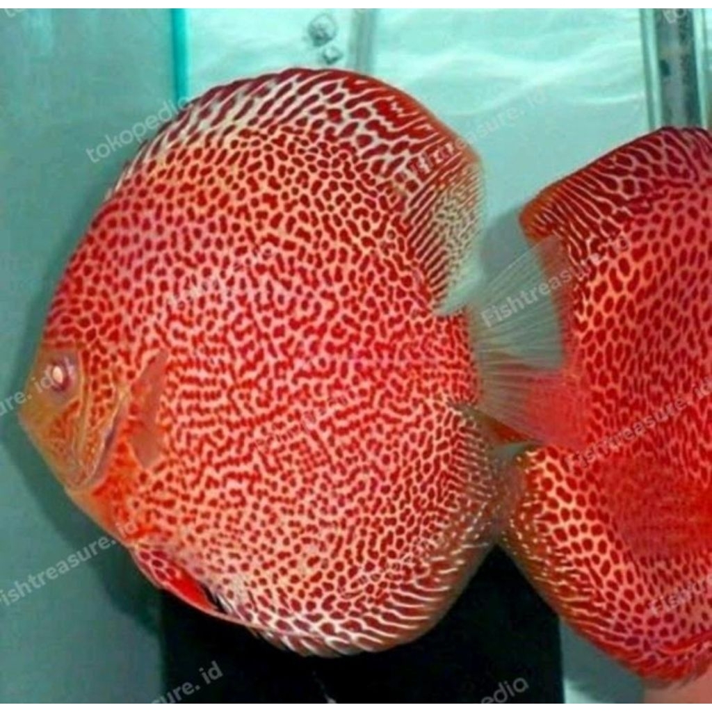 Aquascape Discus Red Leopard