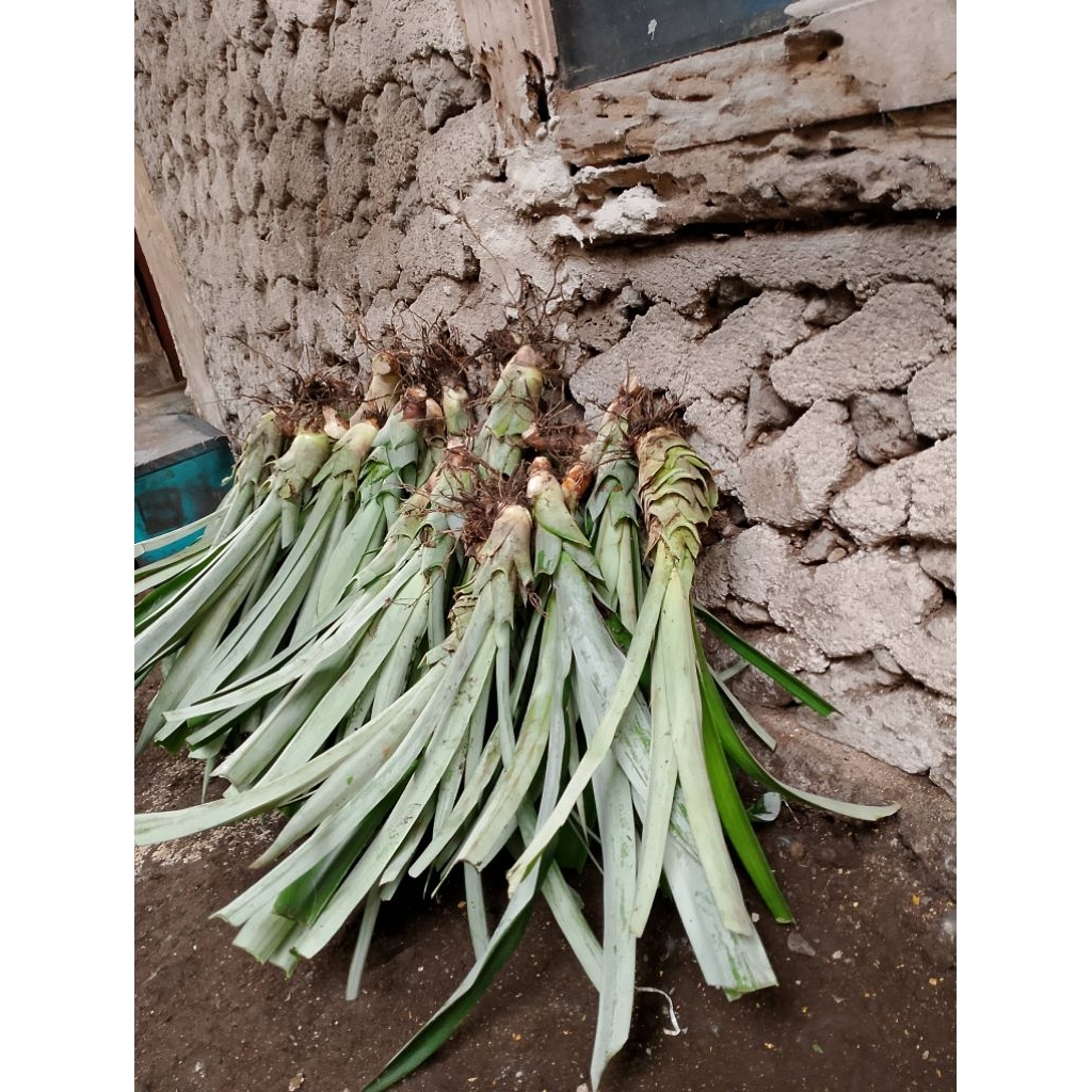 bibit nanas jumbo paket 10 batang bibit nanas jumbo tanpa duri