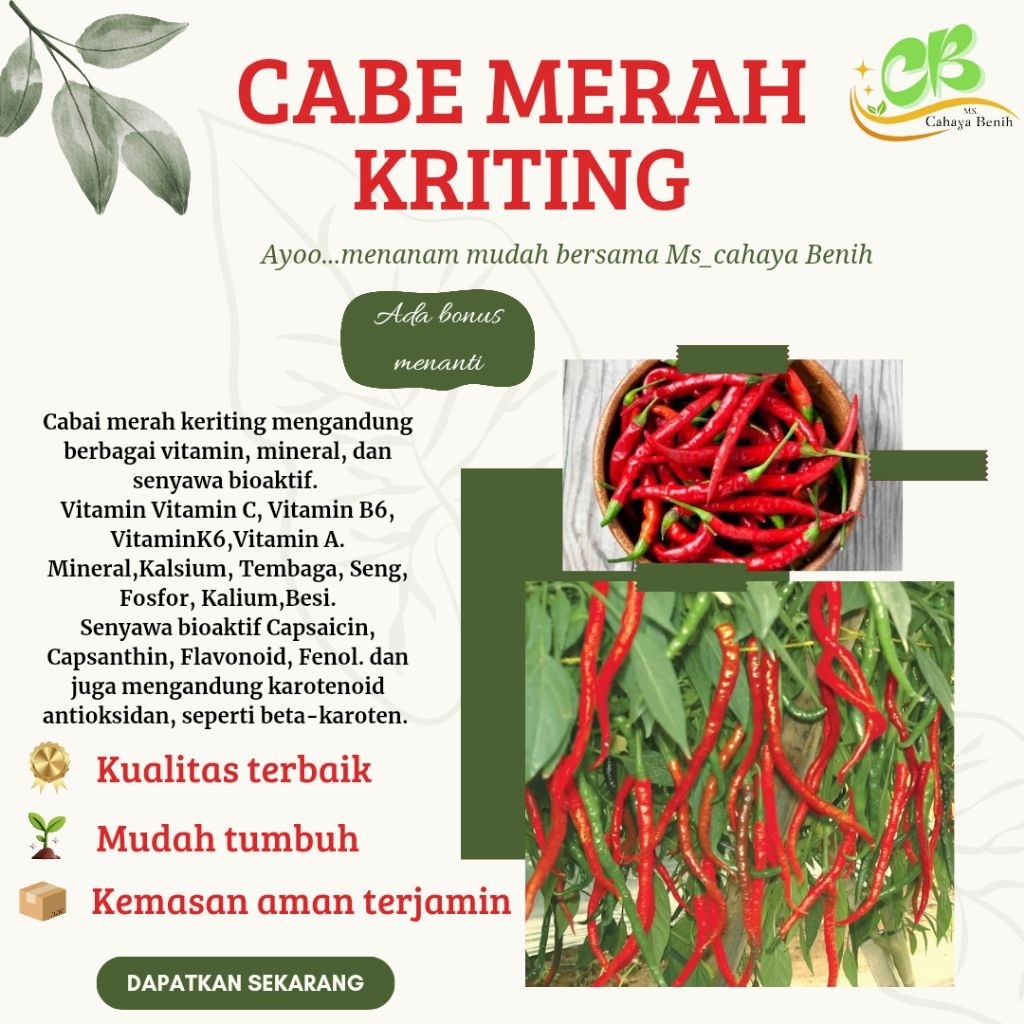 (100 biji) Benih cabe merah kriting, bibit cabe kriting
