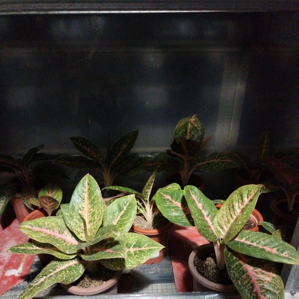 Aglonema Harley Queen