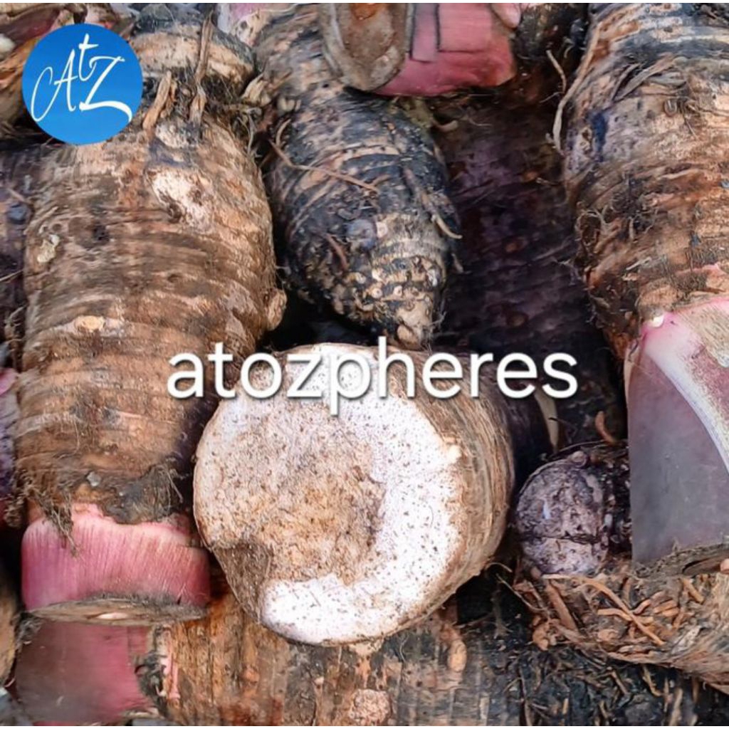 

Buah umbi keladi talas Pekan Baru pulen segar pilihan fresh 1kg