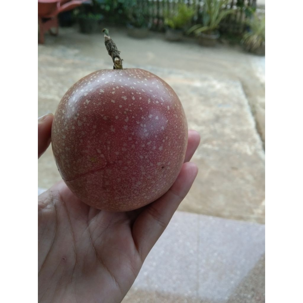 

Buah markisa madu