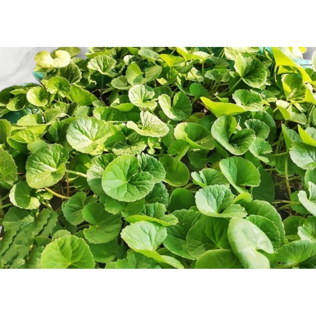 

Daun Pegagan Segar Daun Tapak Kuda Isi 1 Kg Daun Pegagan Merah