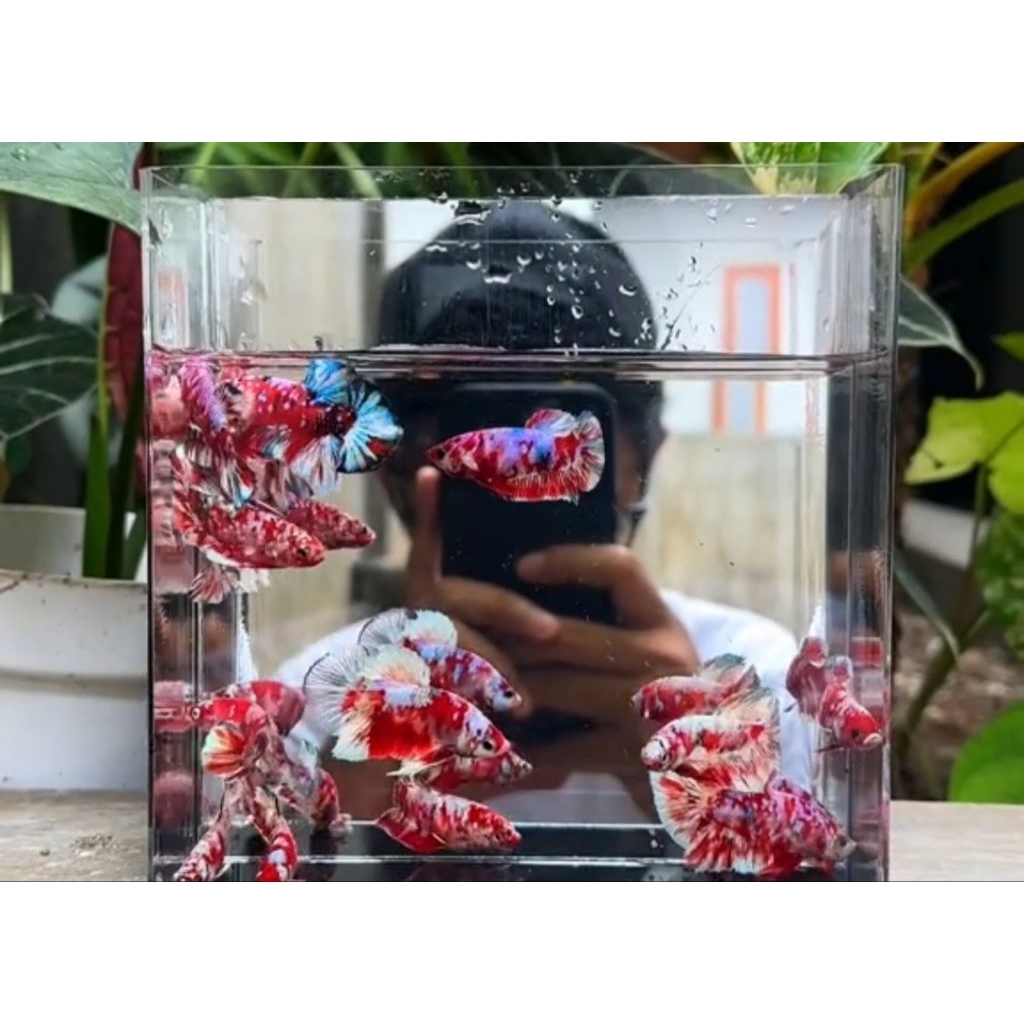 PLAKAT LINE RED BARONGSAI