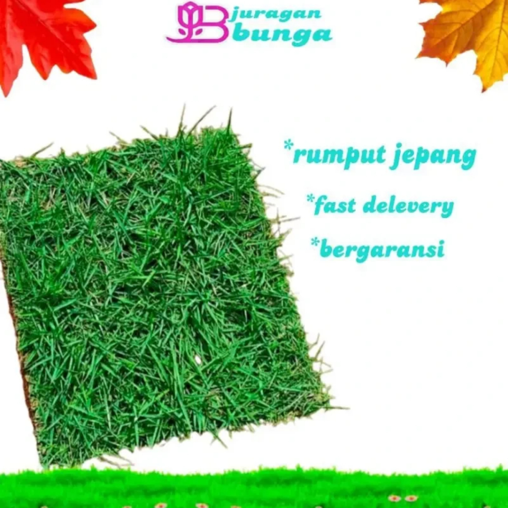 Rumput jepang hidup | rumput taman hidup