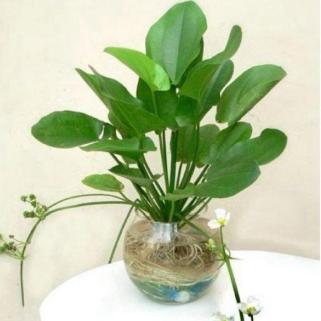 tanaman hias melati air - bunga melati air - melati air