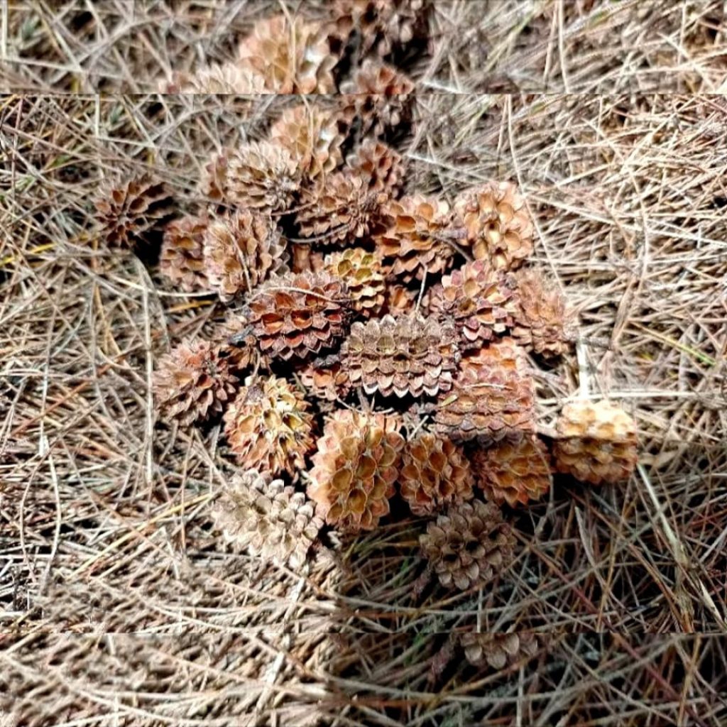 

Biji cemara laut udang /Biji durenan 10 pcs