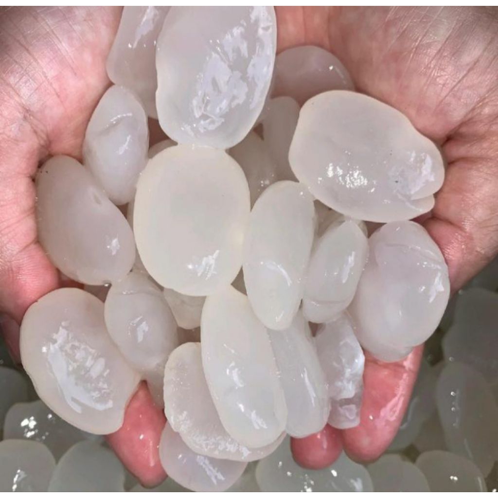 

cangkaleng segar buat manisan 1kg