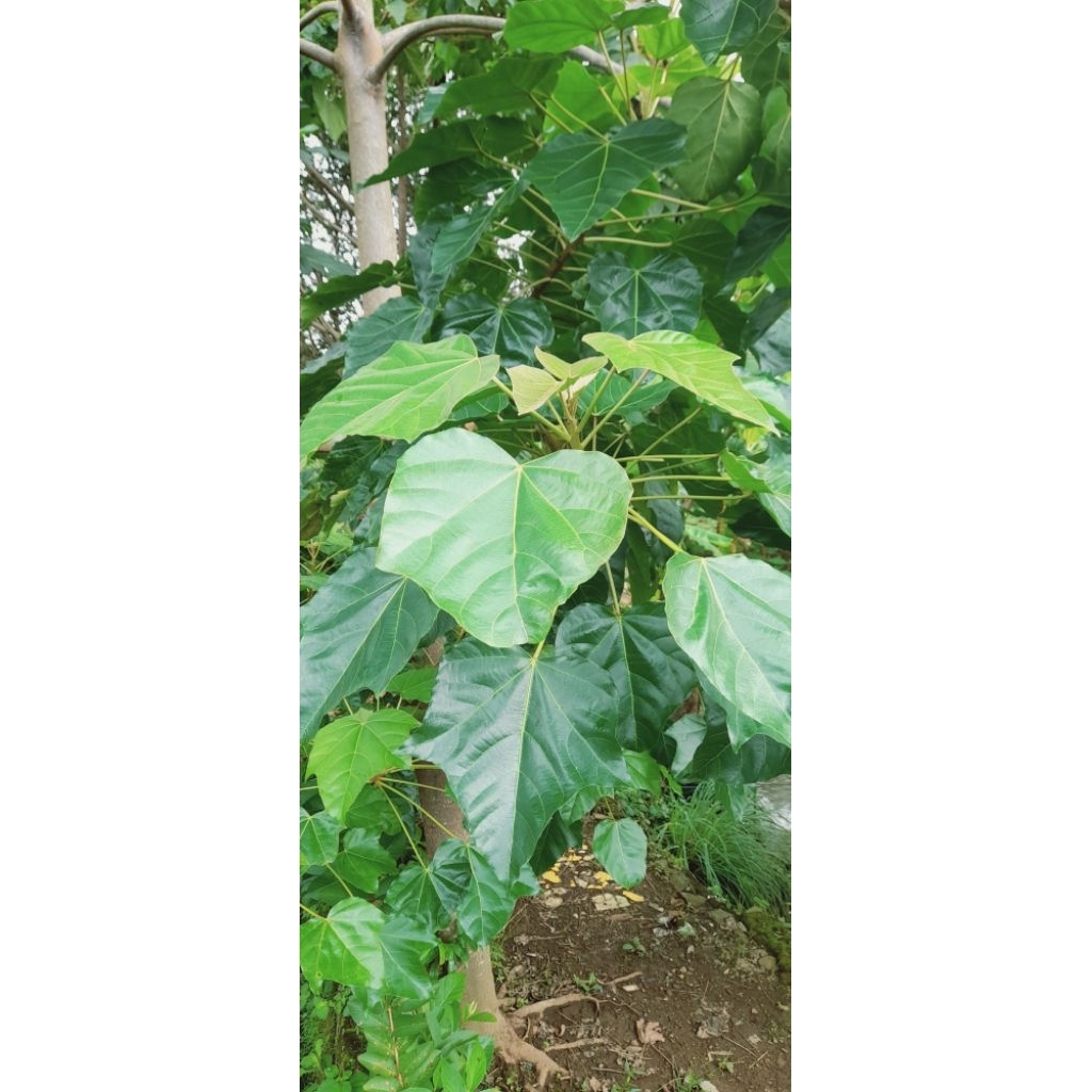 

daun kemiri segar baru petik 500gr