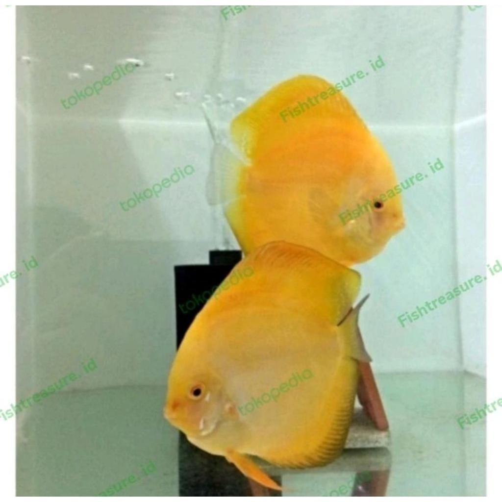 Aquascape Yellow Sunset