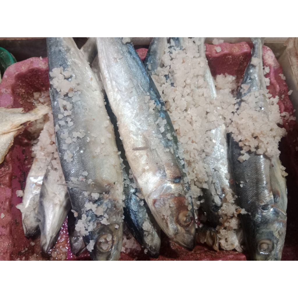 

Ikan Peda Layang Khas Jepara
