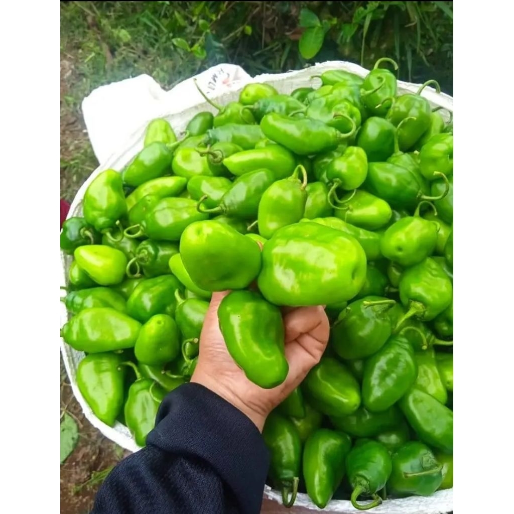 

cabe bendot 500 gram dari petani langsung