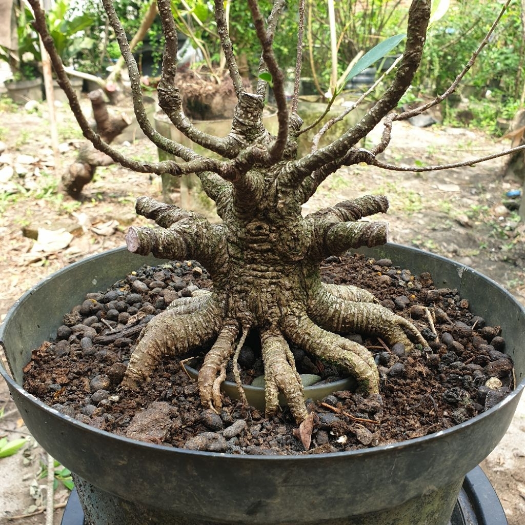 Bahan bonsai kimeng bogelan