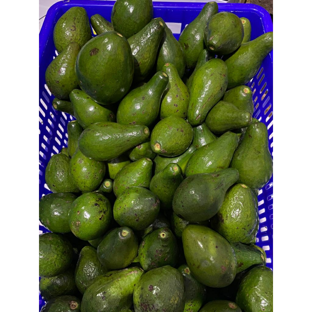

Alpukat lampung 1kg isi3-5