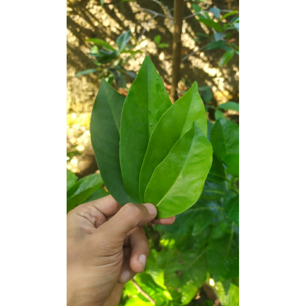 

Daun Salam Hijau Segar Murah 50 lembar