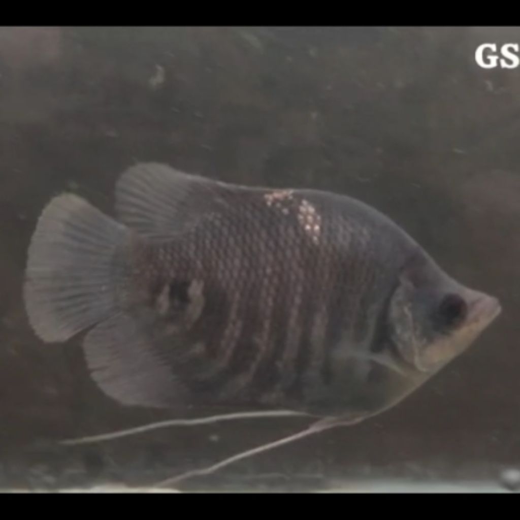 Gurame Soang SB Short Body King Rare Item Langka Termurah