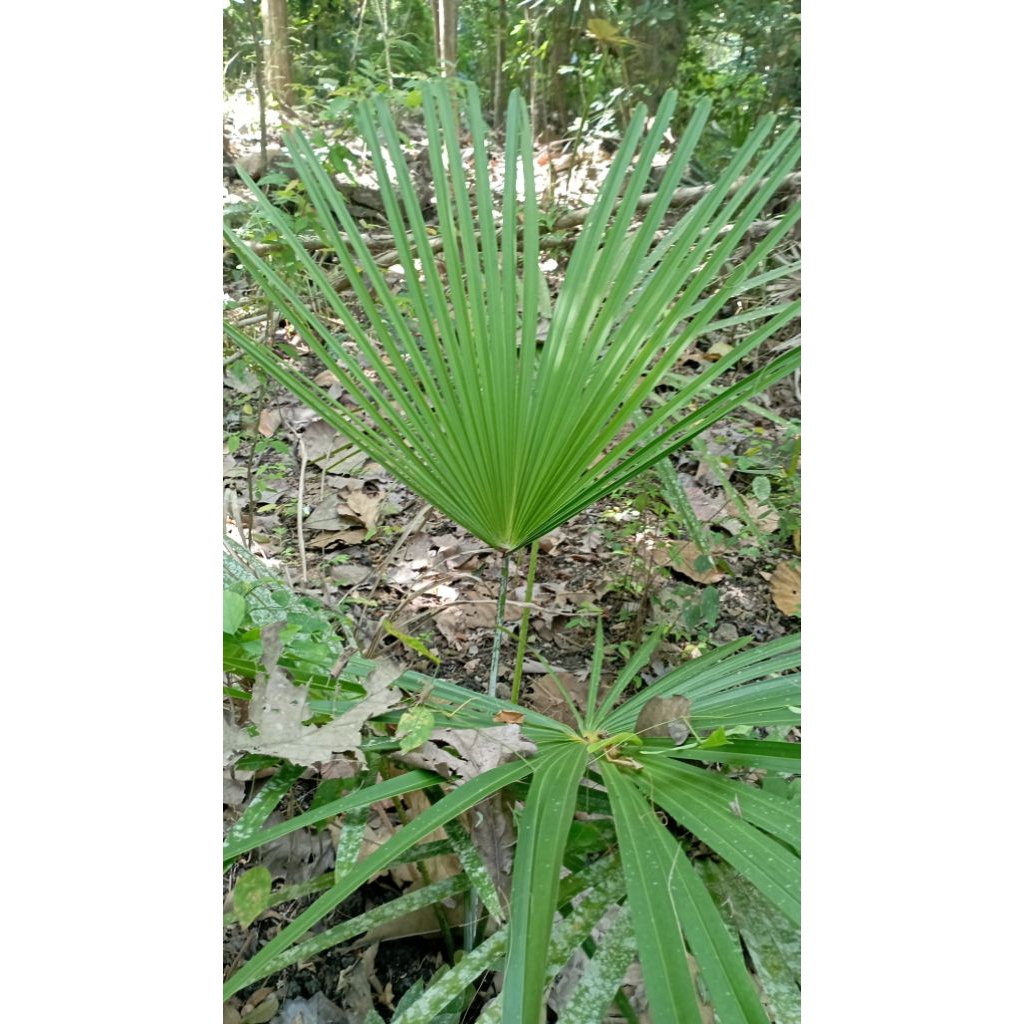 Pucuk Daun Gebang/Tali Godong Gebang/ Tali tempe/Tali Anyam