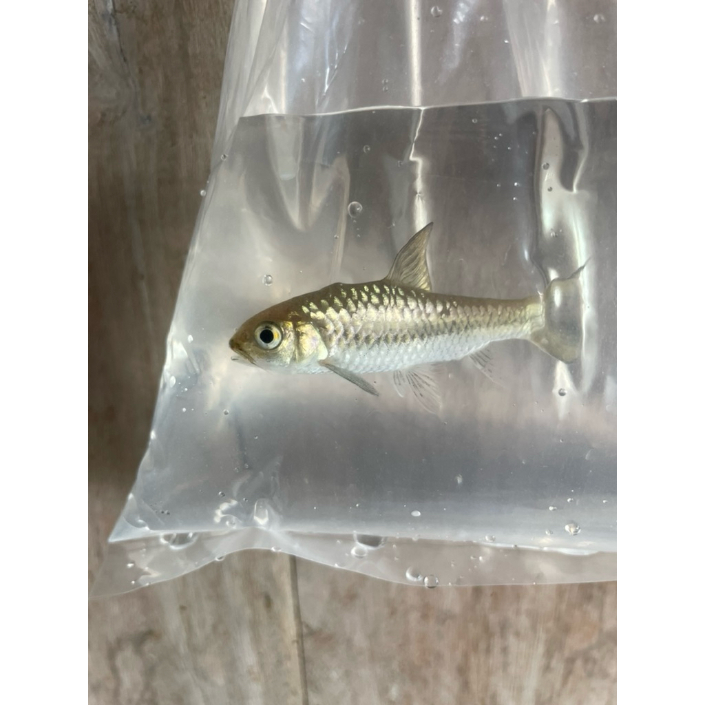 

(stiker) neo stracheyi hybrid 7-9 cm