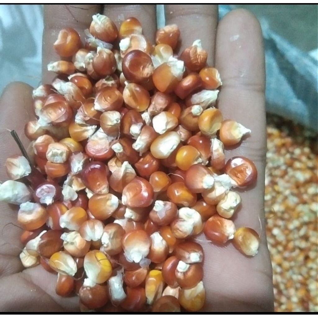 Jagung Kristal Manggis 1kg Pakan Ayam Dan Burung