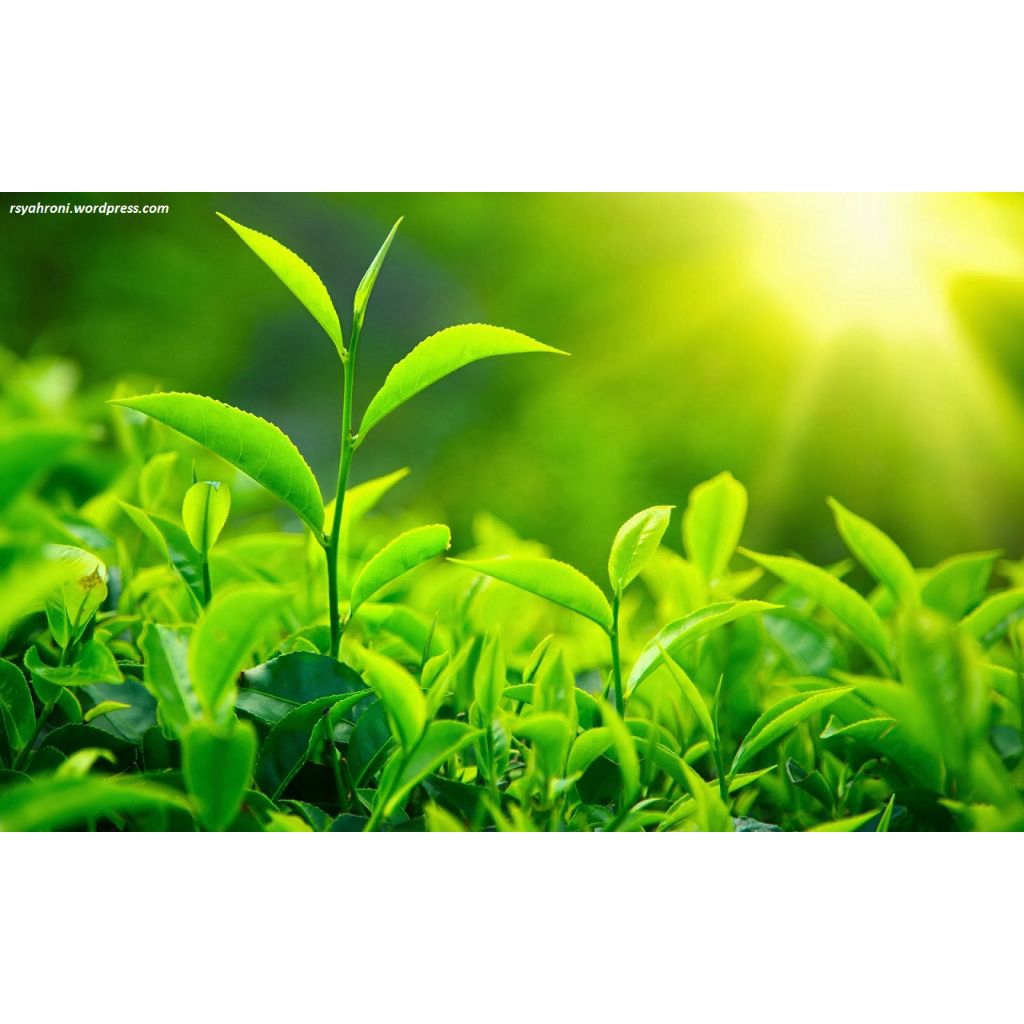

HERBAL DAUN SIRSAK SEGAR LANGSUNG PETIK 100 LEMBAR