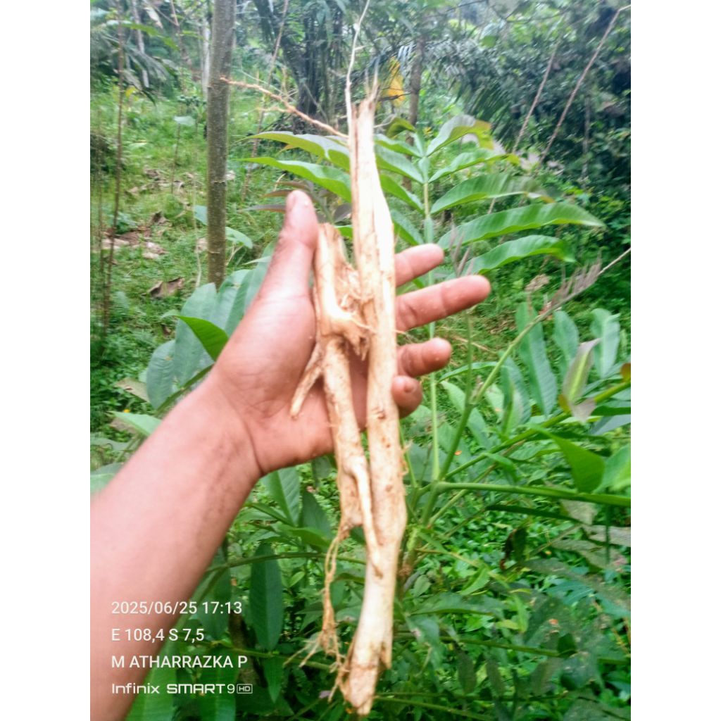 

akar pohon sungaki segar 250 gram jati walana