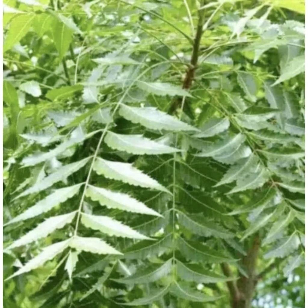 

DAUN MINDI/MIMBA SEGAR 1KG MURAH OBAT HERBAL TRADISIONAL MURAH DI PETIK LANGSUNG SAAT ADA ORDERAN MASUK