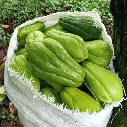 

Labu Siam 1kg Fresh dari kebun sendiri