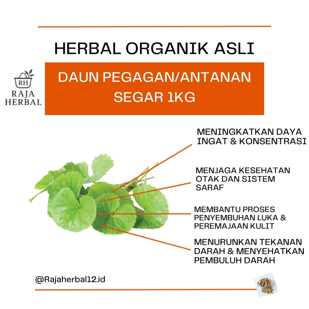 

TERMURAH - Daun Pegagan Kering Tanpa Batang 1kg Organik