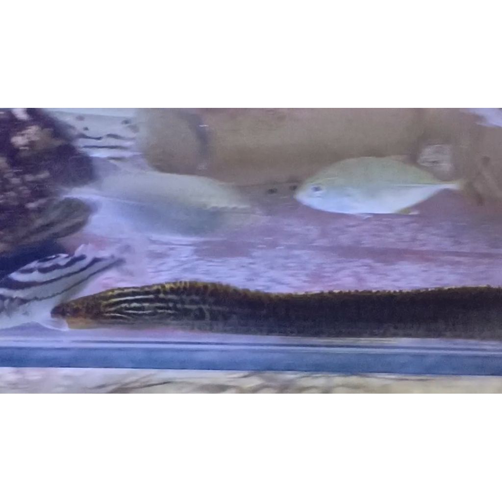 Tiger Moray Eel 60cm (Sidat Slendang) Free Sterofoam