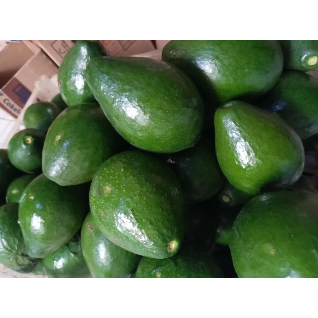 

Forcysn Alpukat Mentega Lokal Fresh Mentah 1Kg Isi 4/5 Buah