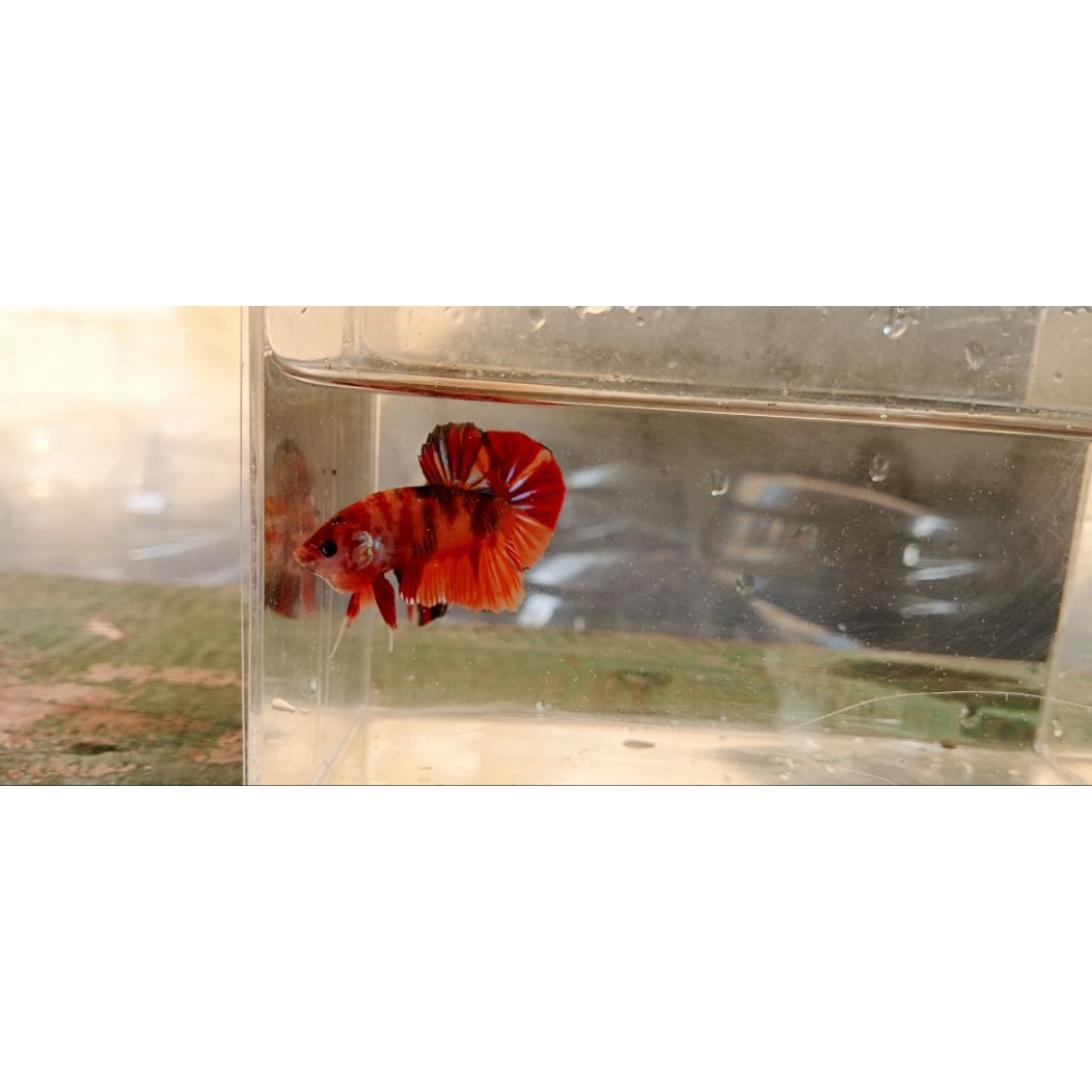 Ikan Cupang Nemo Classic