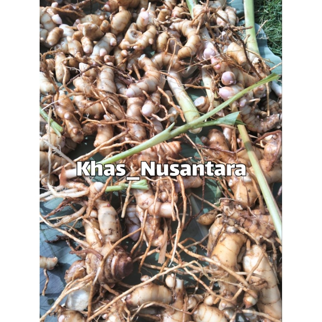 

Kunyit Putih Segar 1kg Langsung Petik