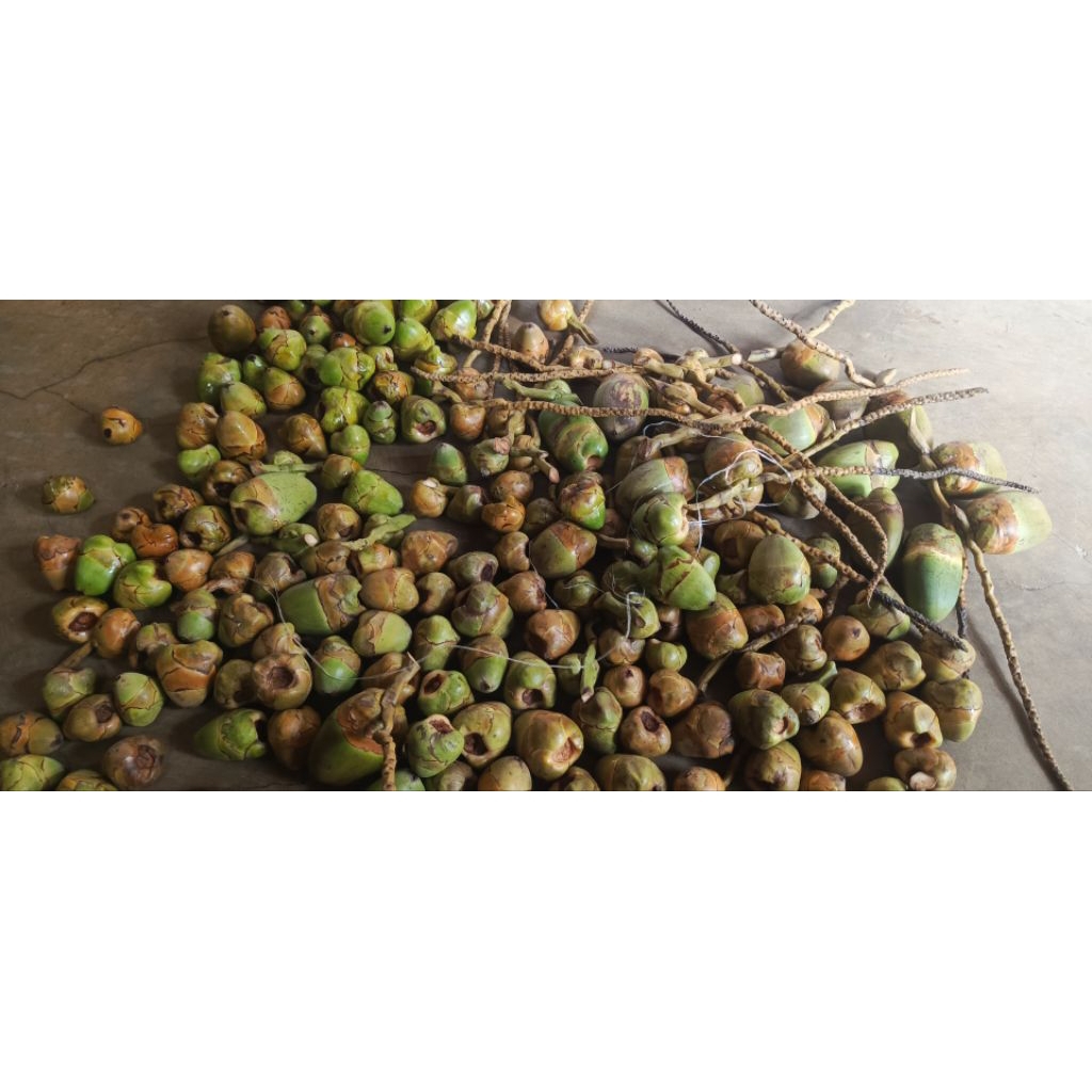 

20 pcs beluluk, tembuluk, beluluk, buah beluluk