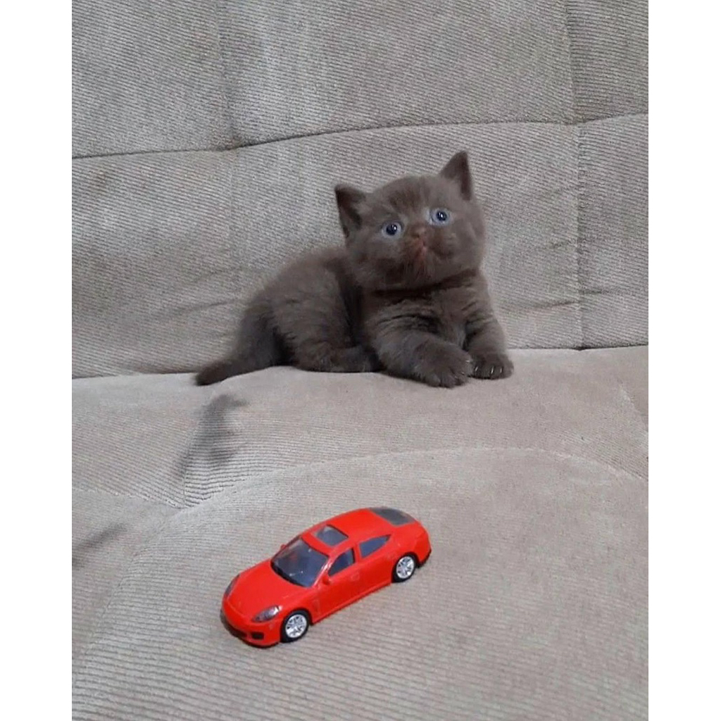 BSH Munchkin