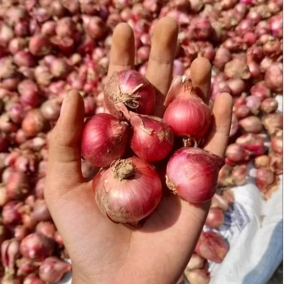 

Bawang Merah Jenis Karet Fresh Kemasan 1kg Packing kardus