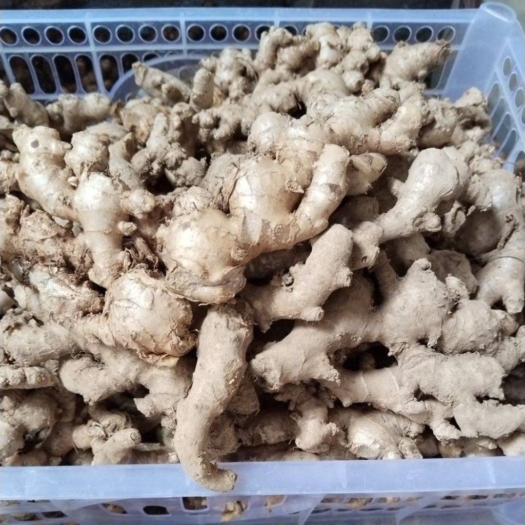 

JAHE EMPRIT PARIS SUPER PEDAS BELUM DI CUCI 1KG