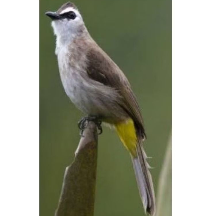 Burung trucuk kebo mulus