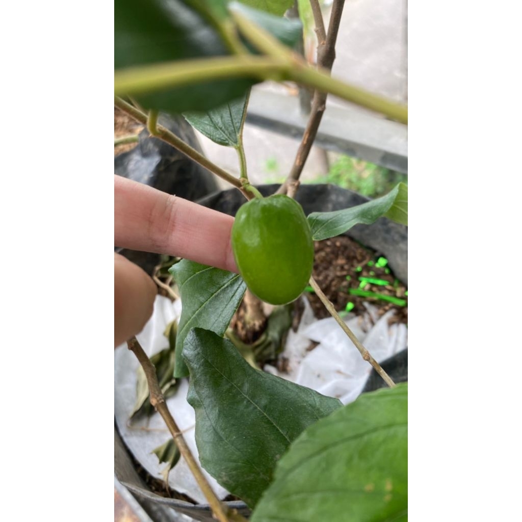 Bibit Pohon Apel India Putsa / Apel asal india dan Asia Selatan  / Bentuk Pohon Hampir Sama Pohon Bi