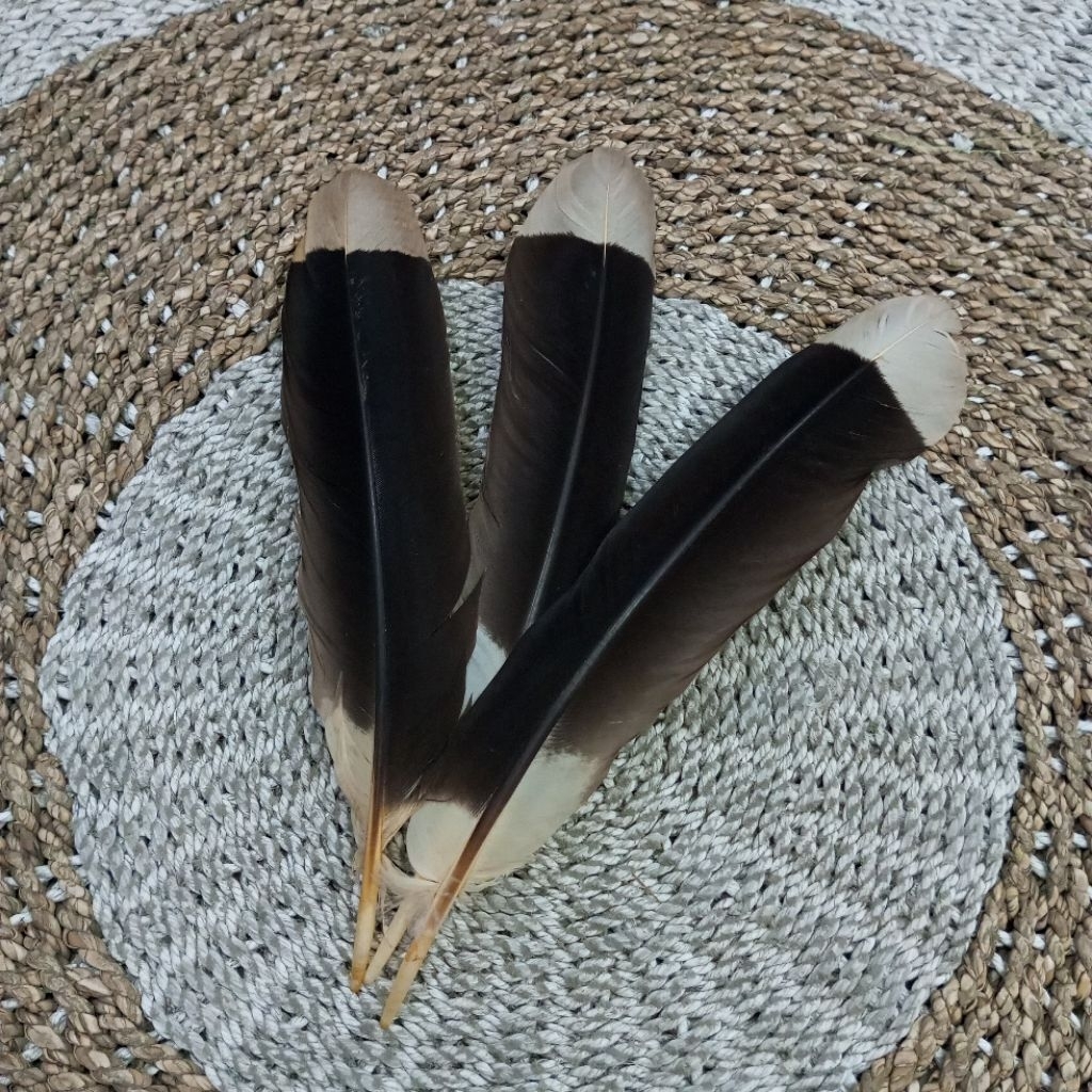 ACC Bulu Topi/Bulu Burung Enggang Asli