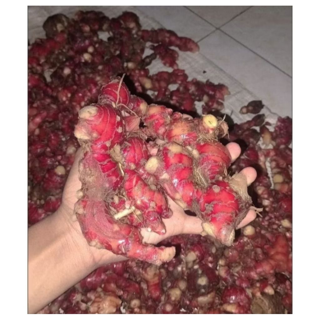 

jahe merah asli 500gram presh sudah di cuci