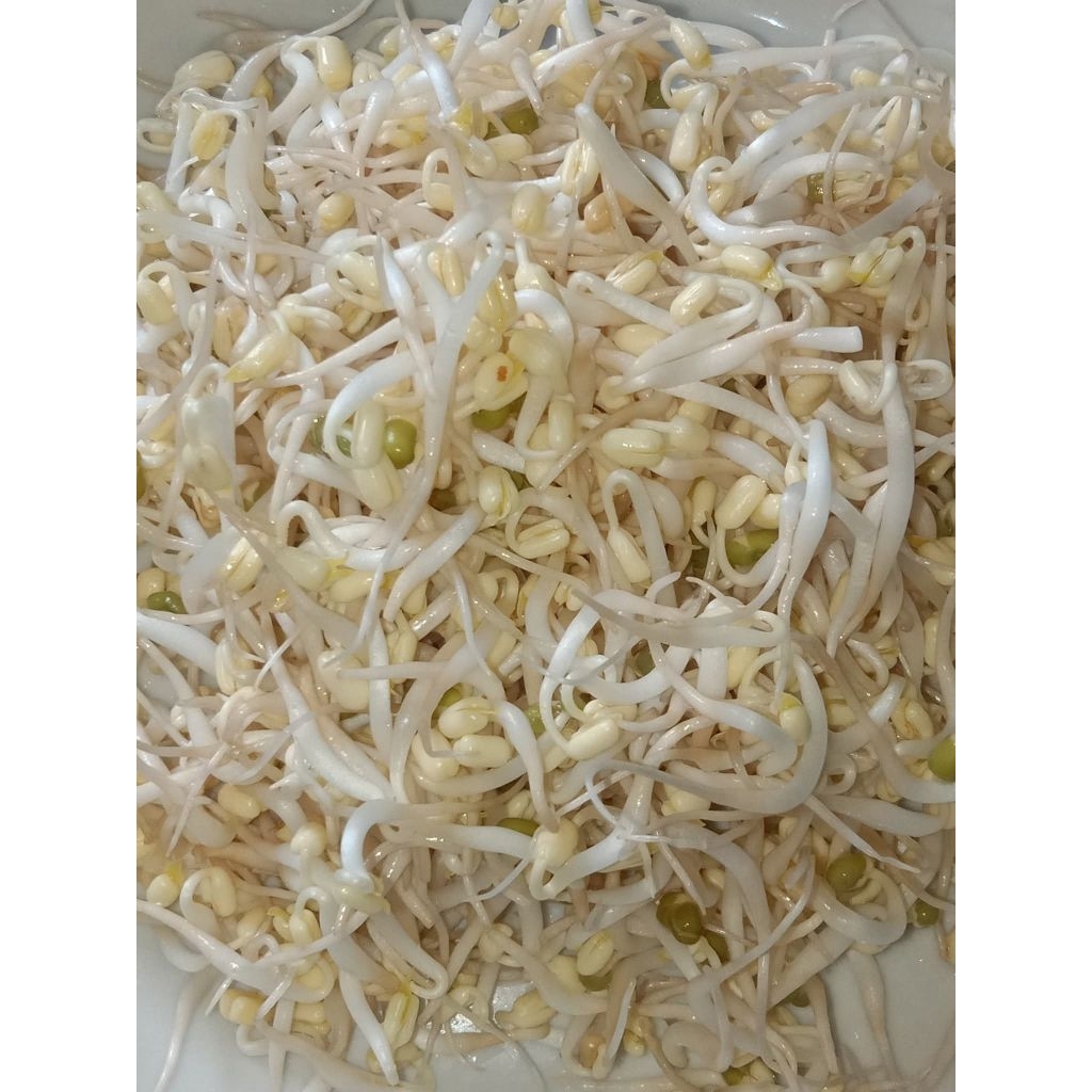 

Toge/Kecambah Segar 200Gram Fresh