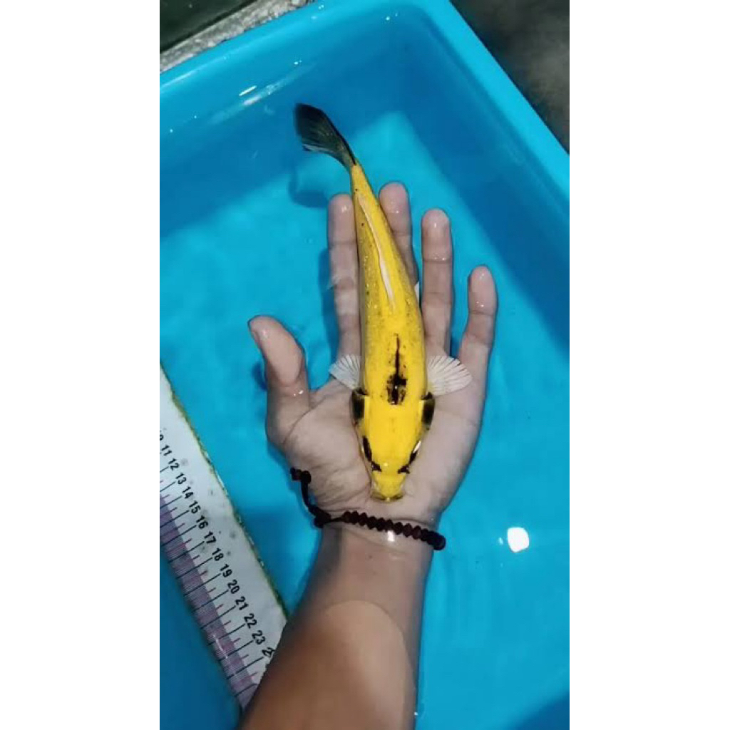 PAJANGAN AQUARIUM - Koi Banana 17-20cm - Ikan koi antik - Koi pisang
