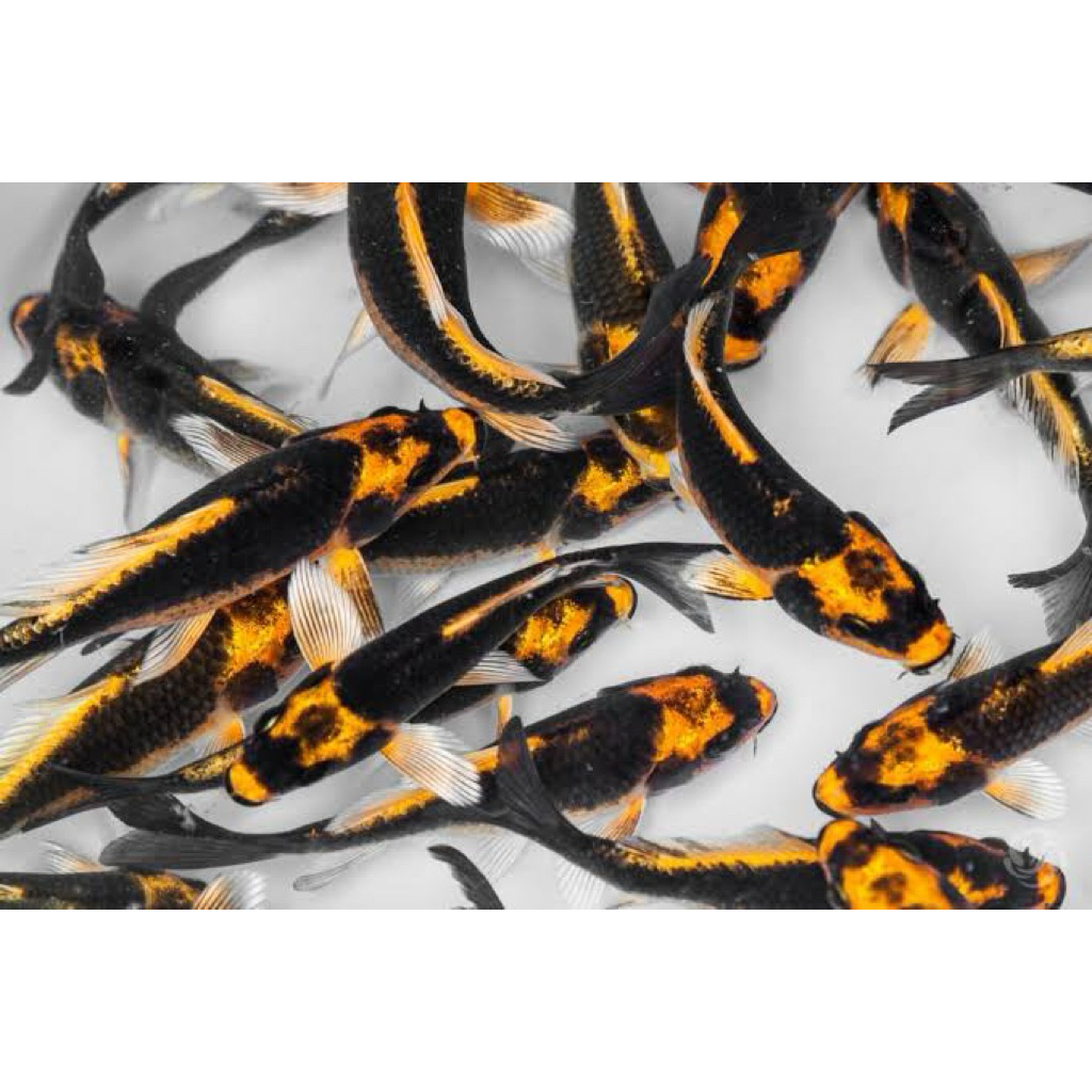 PAJANGAN AQUARIUM Koi Kabuto 20cm - Koi antik - Bisa Request Slayer & Non slayer