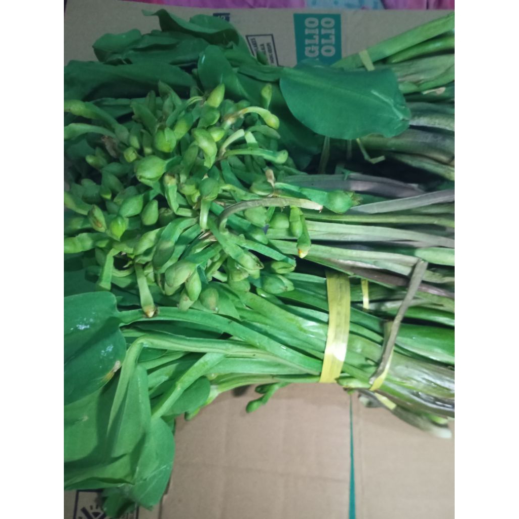 

Sayur Genjer Kenjer segar per ikat