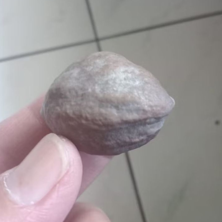 Kemiri Adu Muncang Adu Jalim CP Junior Full Tua