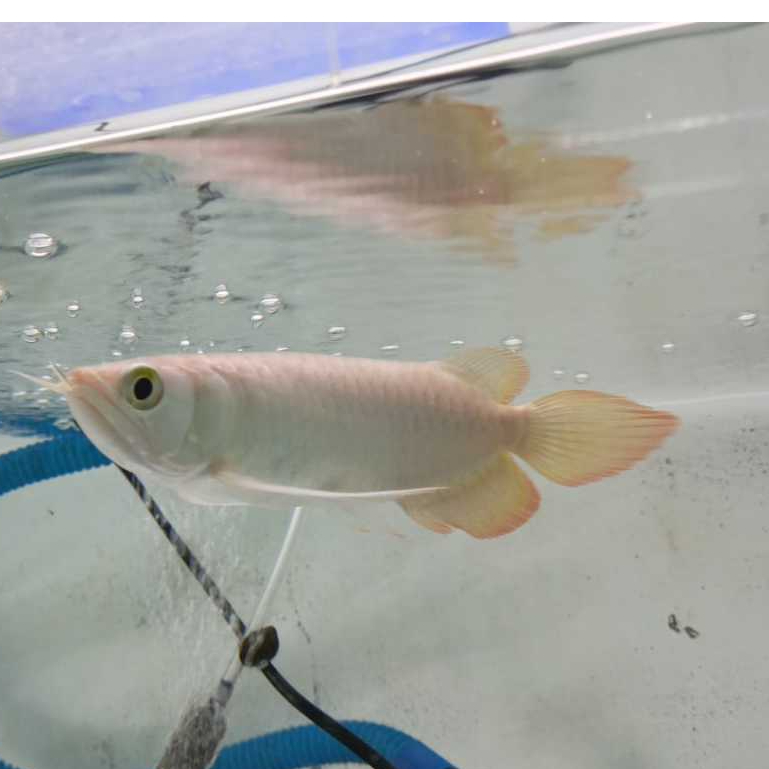 Ikan Hias Arwana Super Red Size 15-20cm