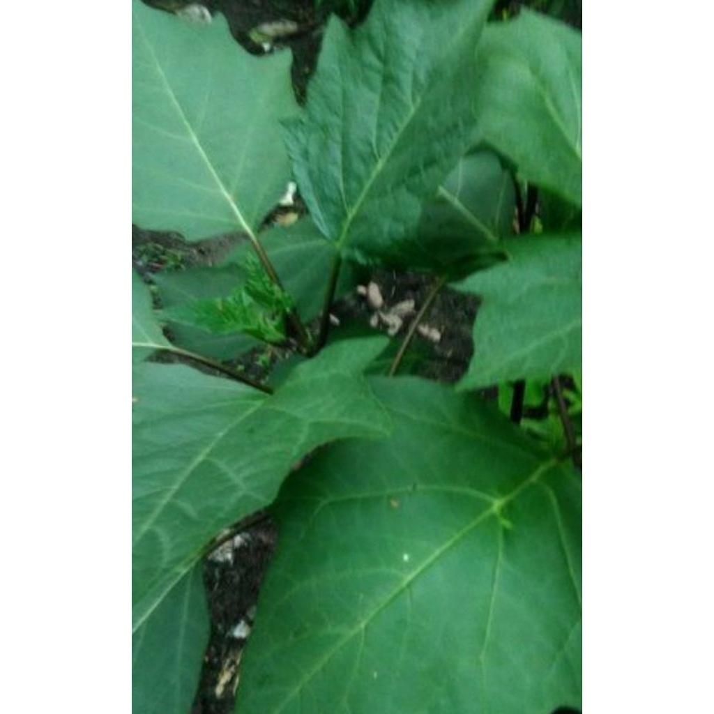 

Daun Kecubung Asli – Herbal Tradisional – Dijual per Lembar